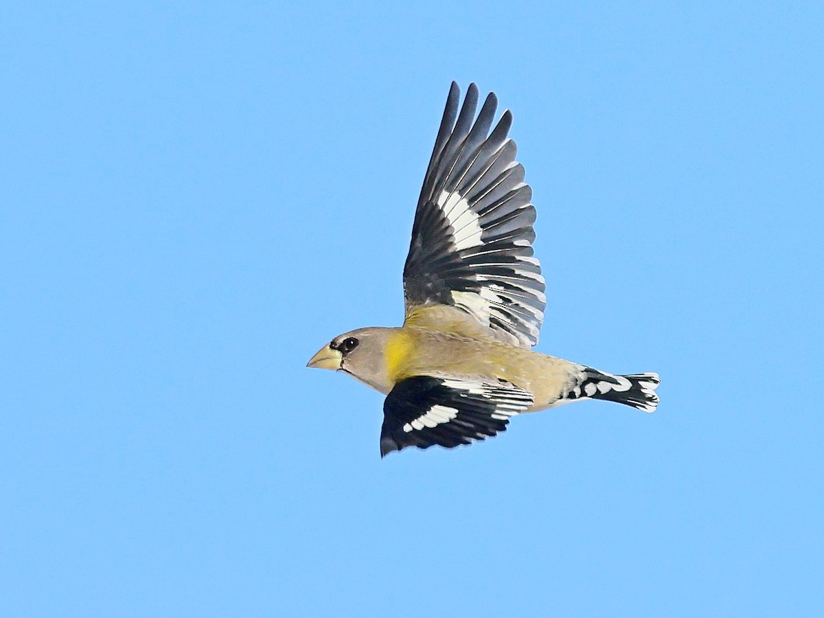Evening Grosbeak - ML646084542