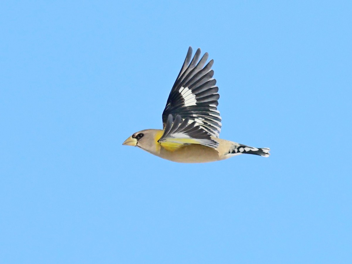Evening Grosbeak - ML646084543