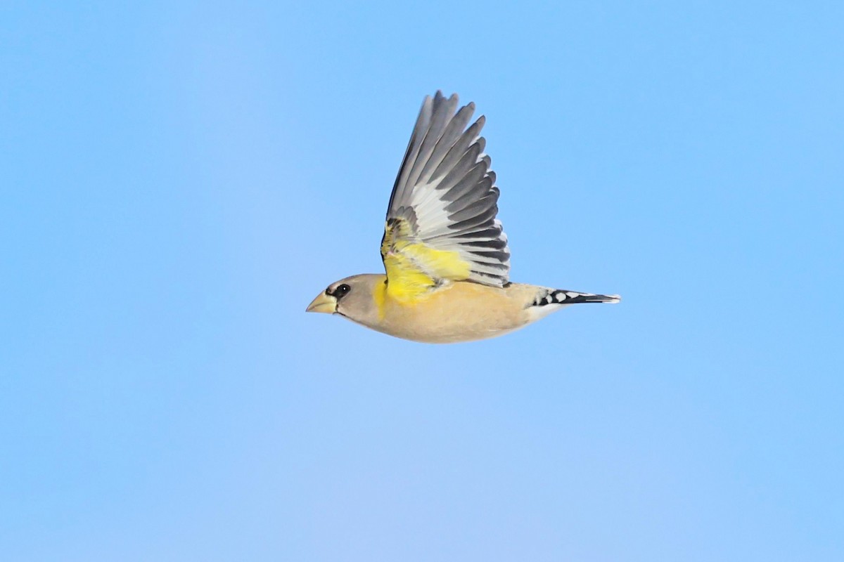 Evening Grosbeak - ML646084544