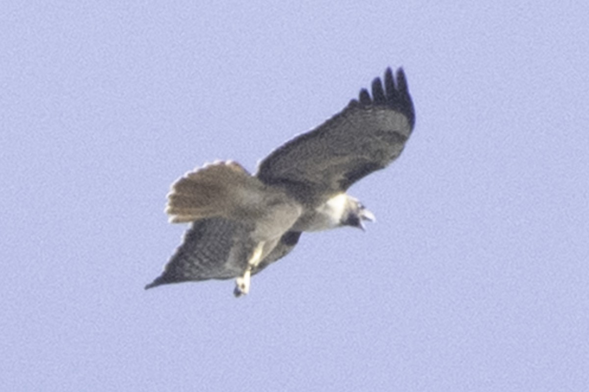 Red-tailed Hawk (calurus/alascensis) - ML646084545
