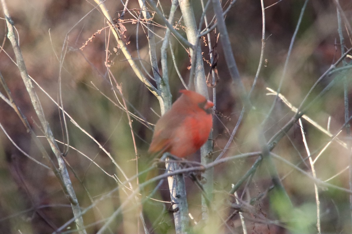 Northern Cardinal - ML646084546