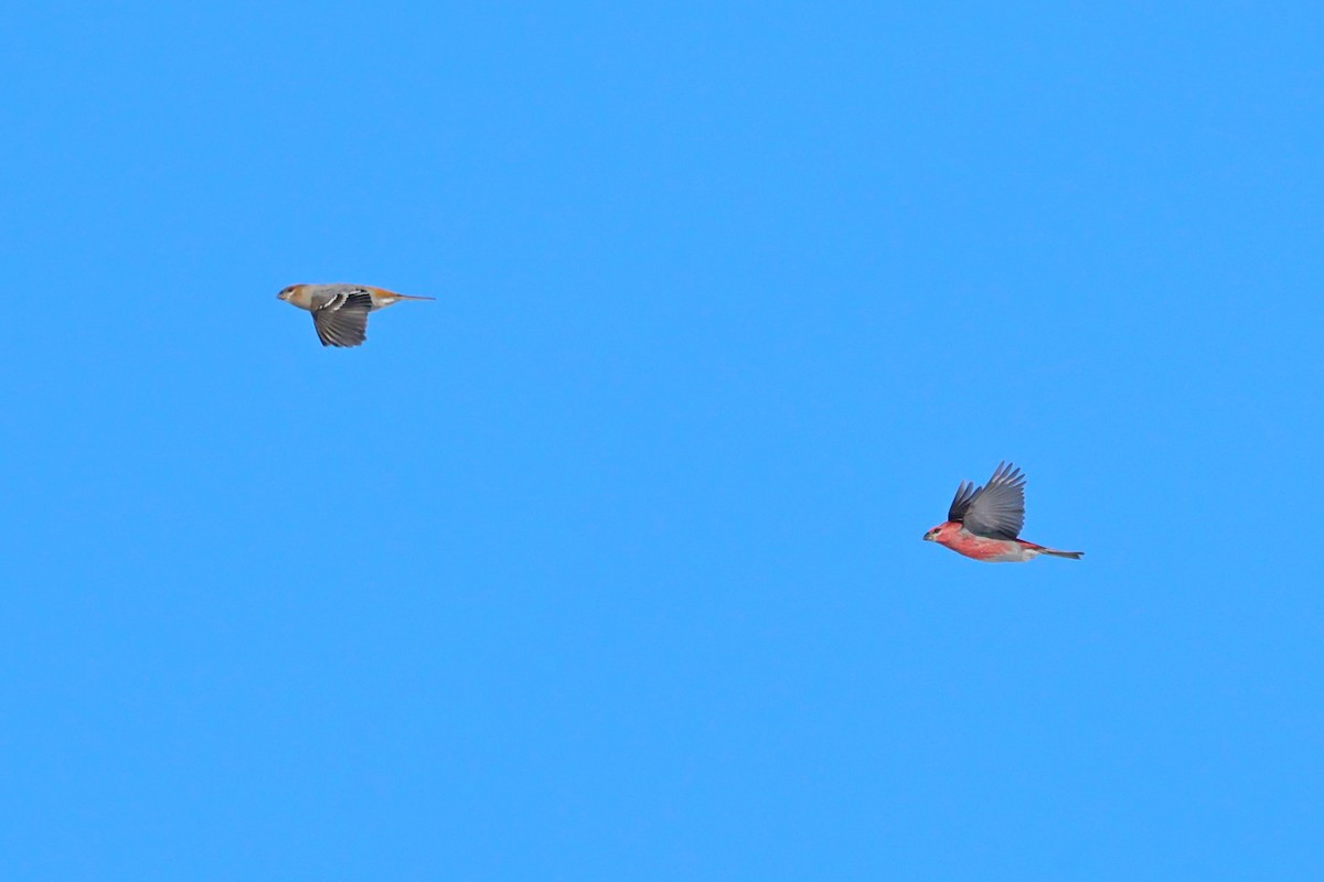 Смеречник тайговий - ML646084547