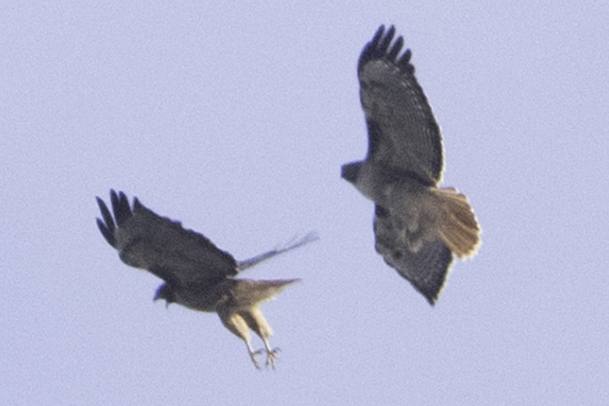 Red-tailed Hawk (calurus/alascensis) - ML646084550