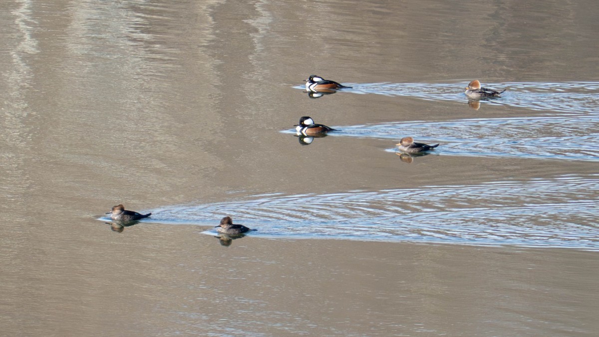 Smergo dal cappuccio - ML646084554