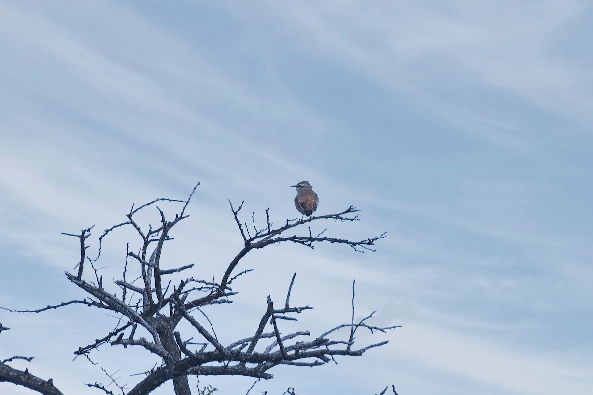 Kalahari Scrub-Robin - ML646084557