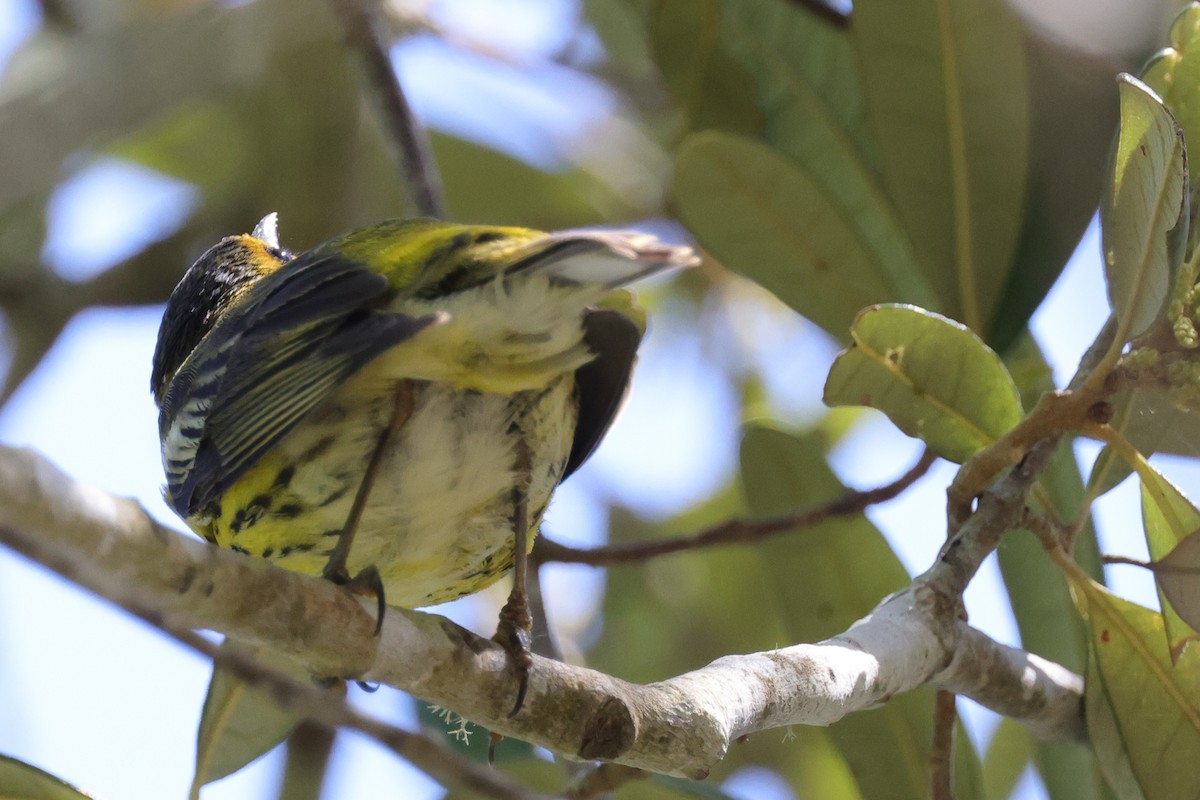 ホオアカアメリカムシクイ - ML646084564