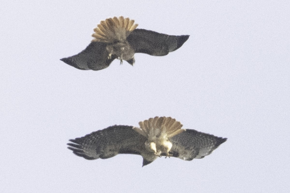 Red-tailed Hawk (calurus/alascensis) - ML646084566