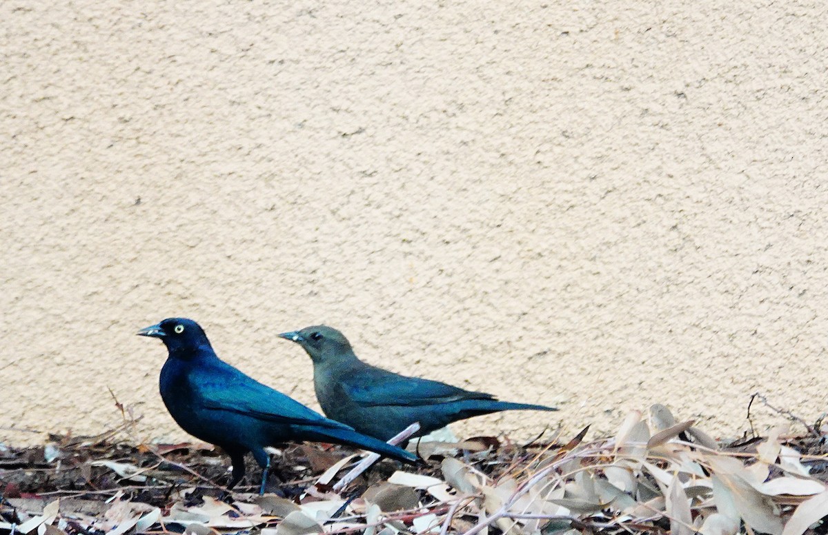 Brewer's Blackbird - ML646084567