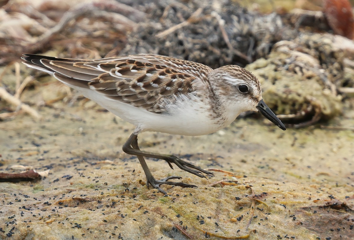 jespák srostloprstý - ML646084571