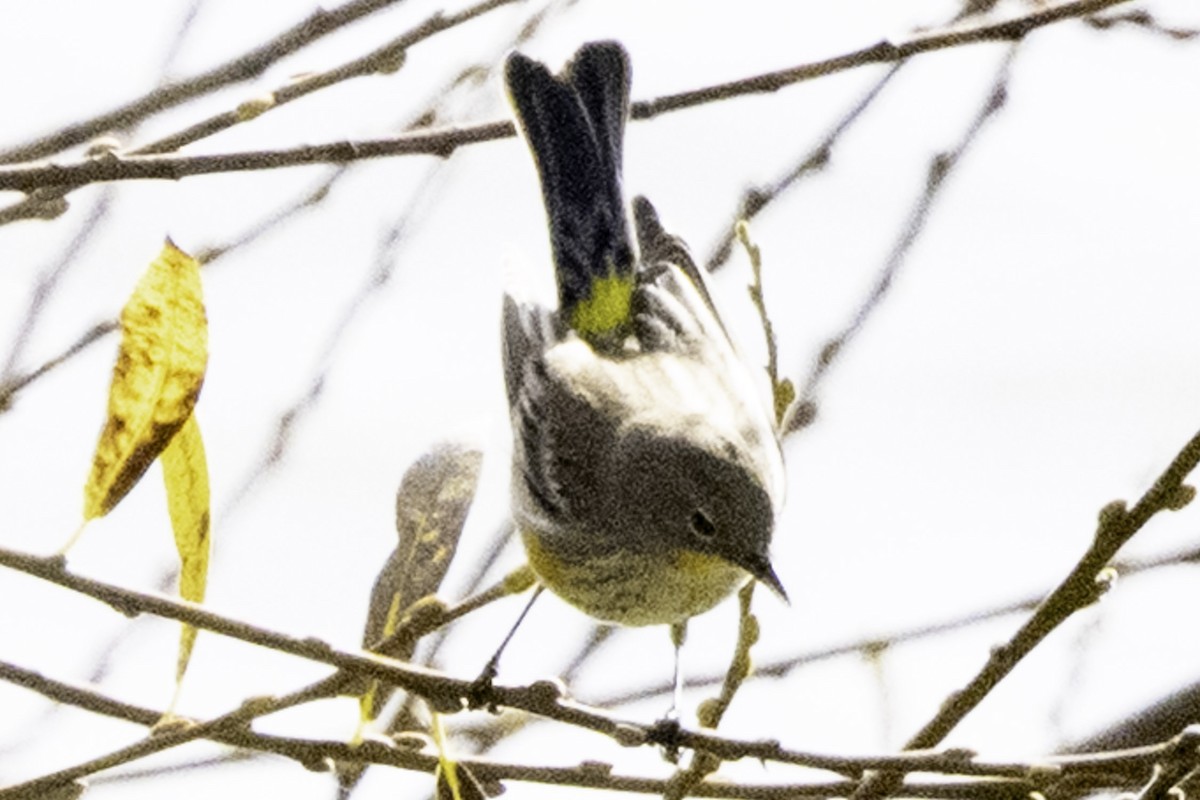 Yellow-rumped Warbler - ML646084573