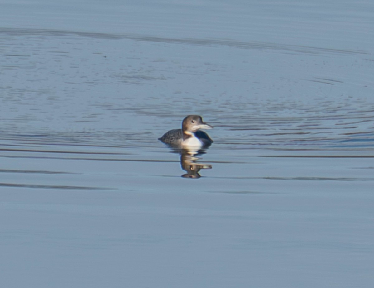 Strolaga maggiore - ML646084574