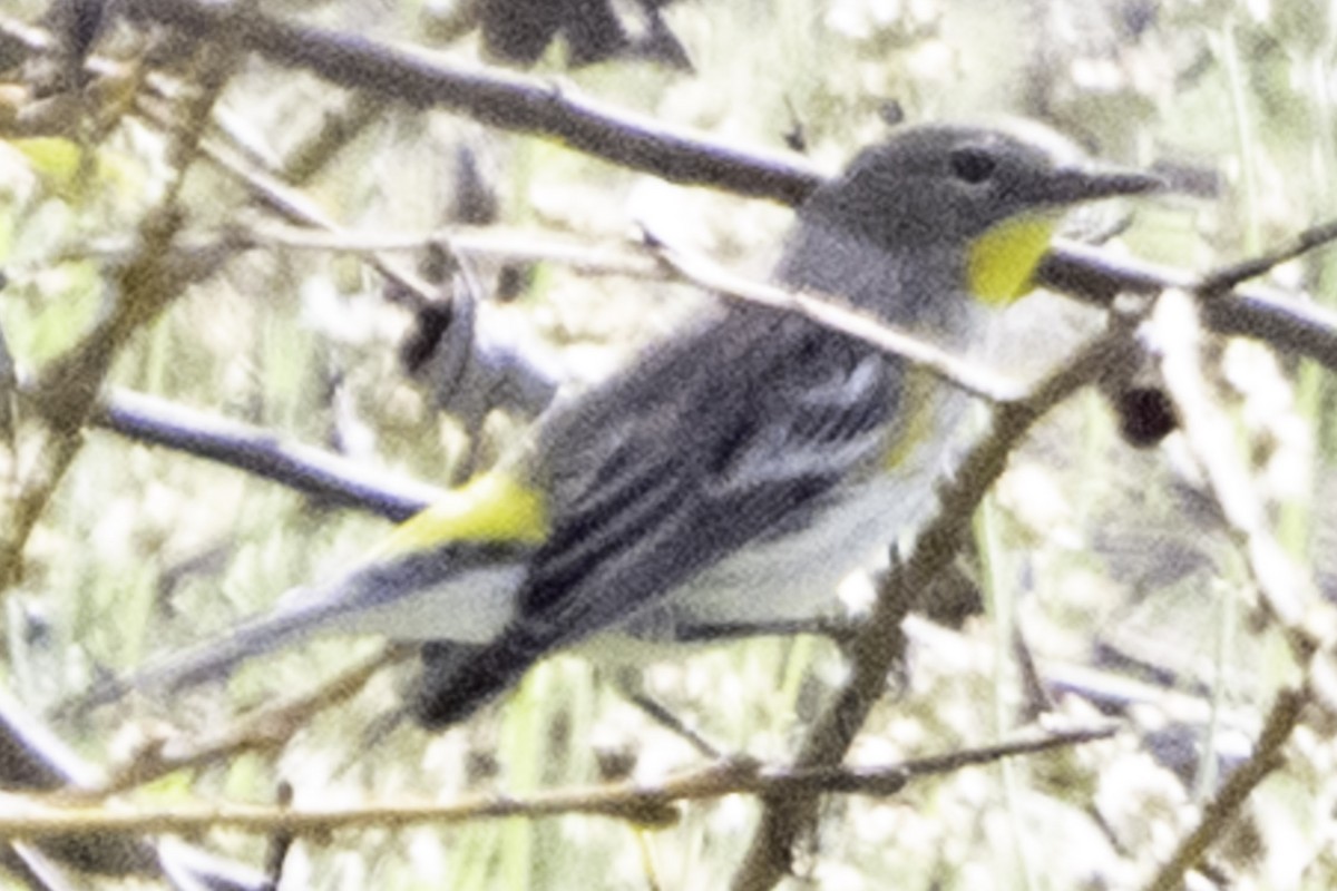 Yellow-rumped Warbler - ML646084576