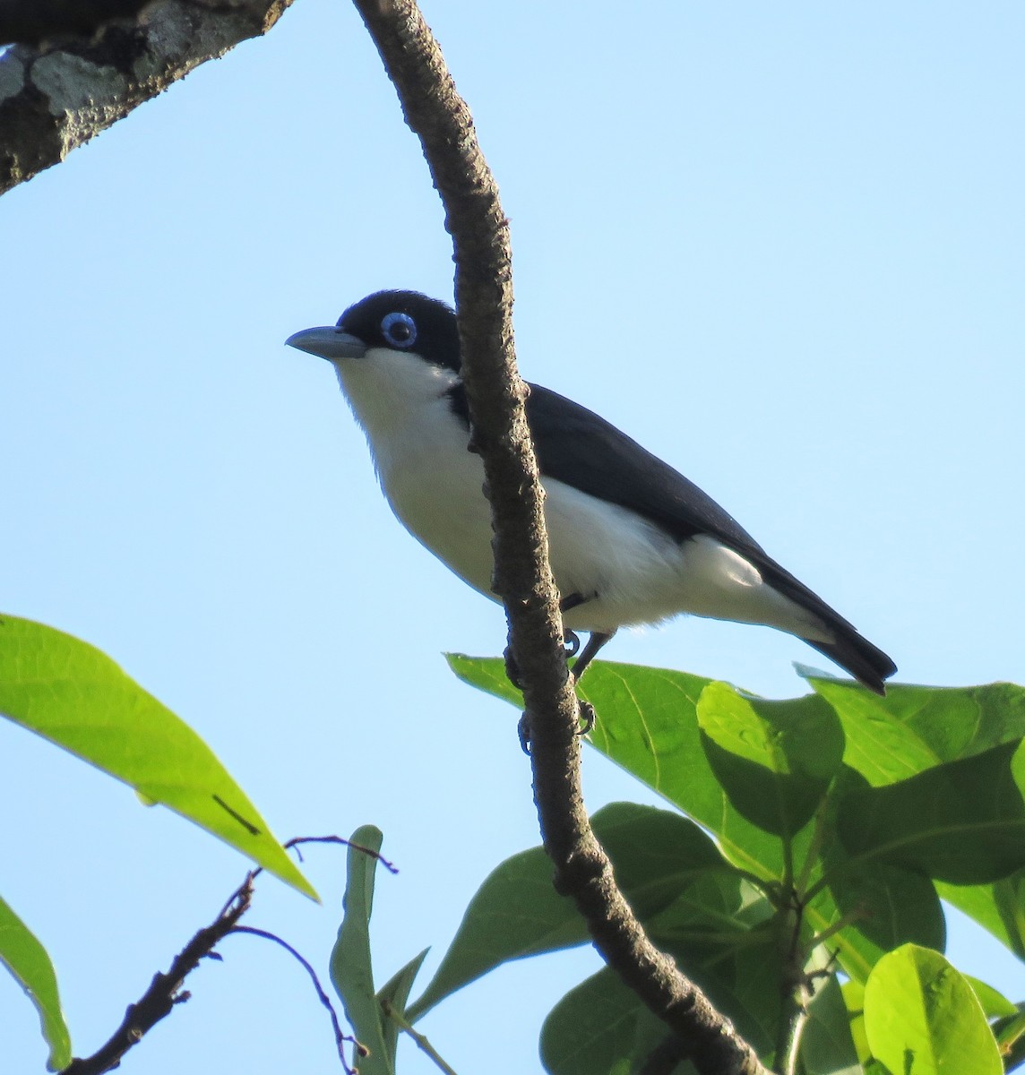 Chabert Vanga - ML646084578