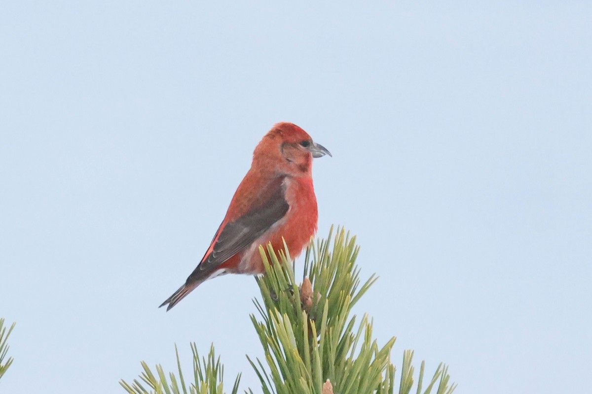 Crociere comune - ML646084582