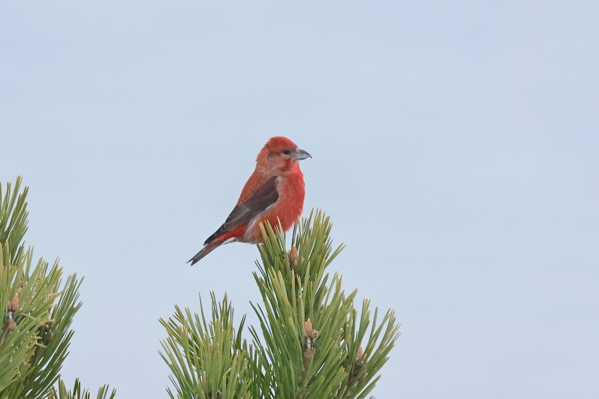 Crociere comune - ML646084583