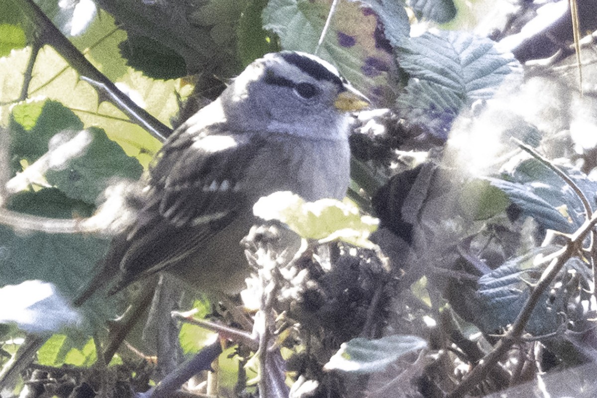 White-crowned Sparrow - ML646084586
