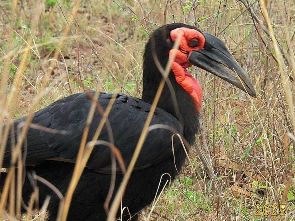 Southern Ground-Hornbill - ML646084587