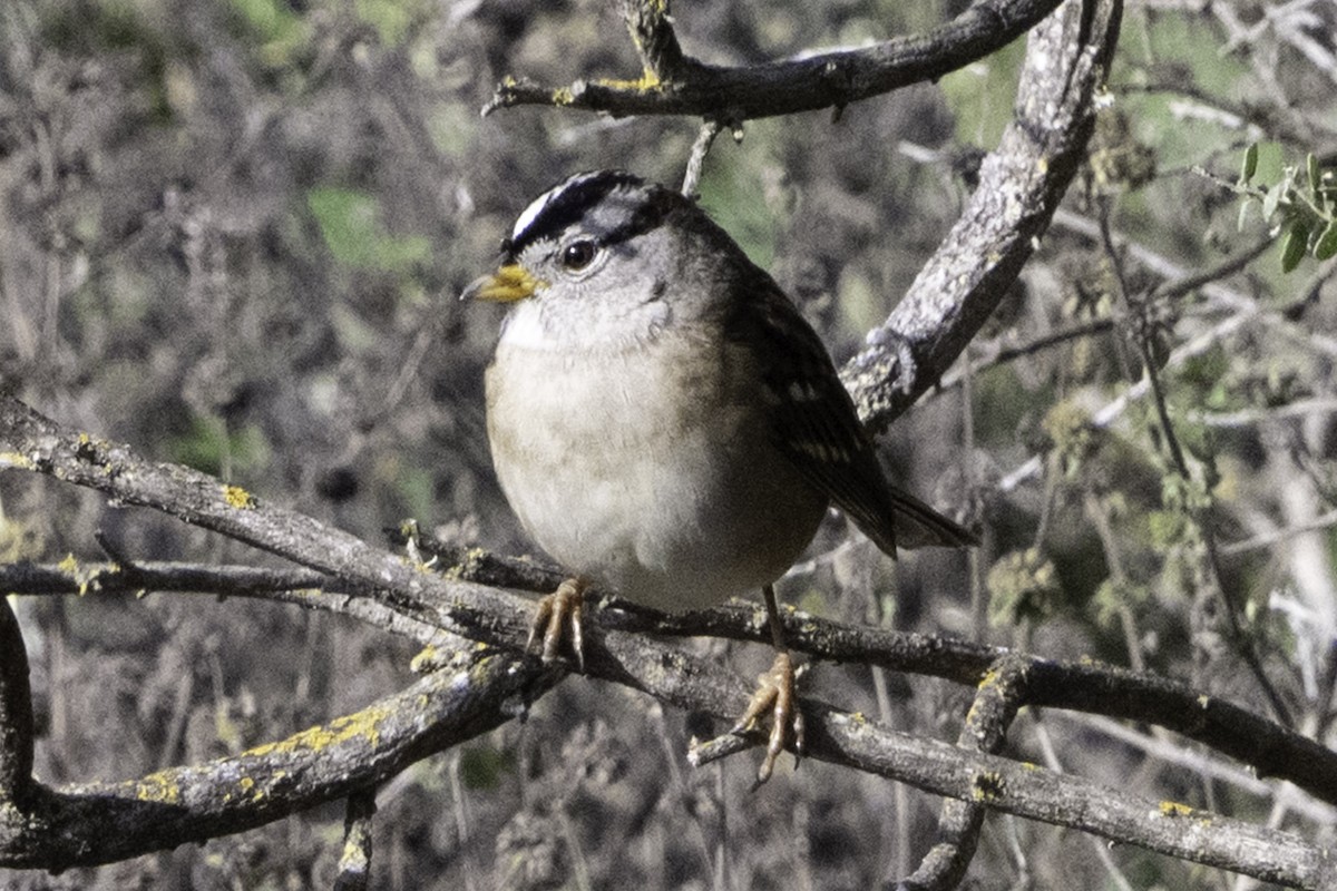 White-crowned Sparrow - ML646084589