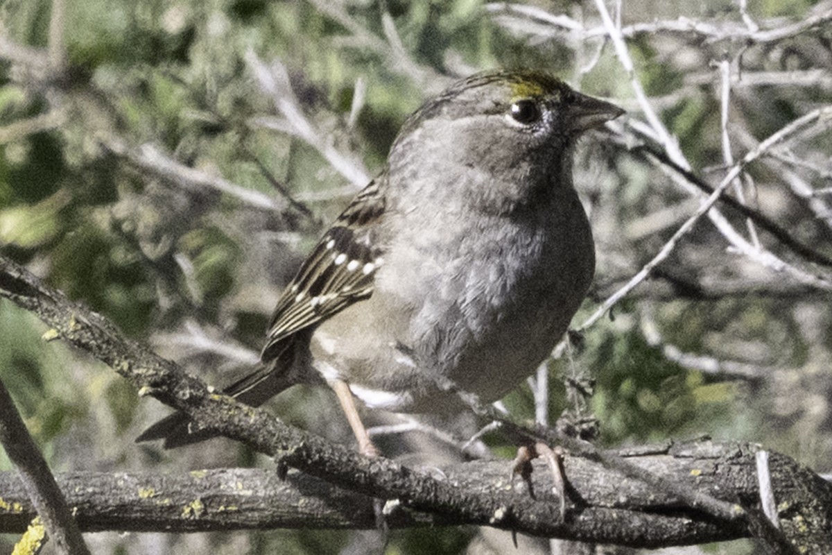 Golden-crowned Sparrow - ML646084594