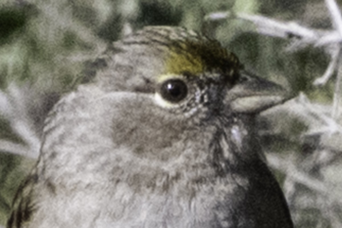 Golden-crowned Sparrow - ML646084600