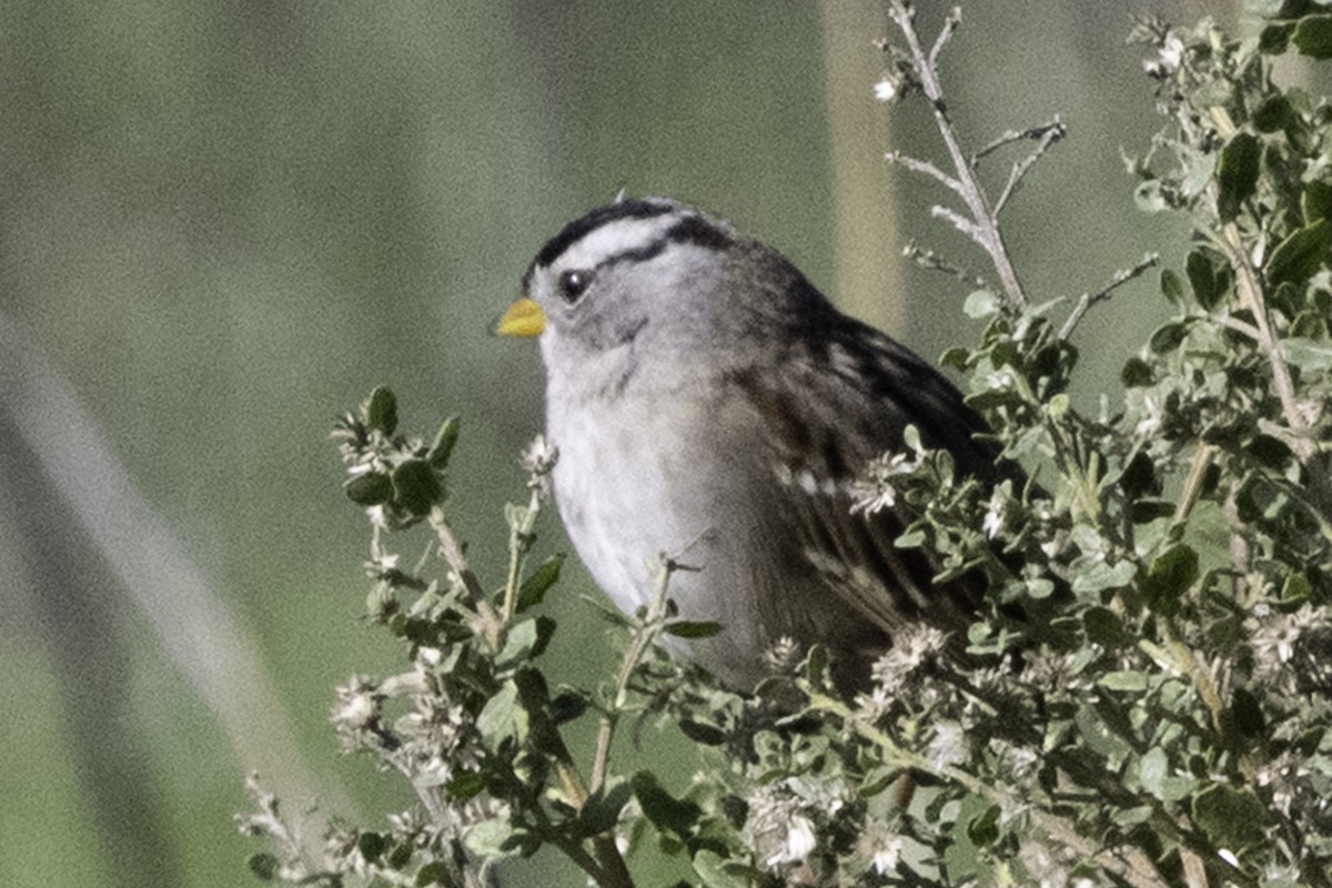 White-crowned Sparrow - ML646084602