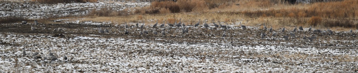 Sandhill Crane (Greater) - ML646084608