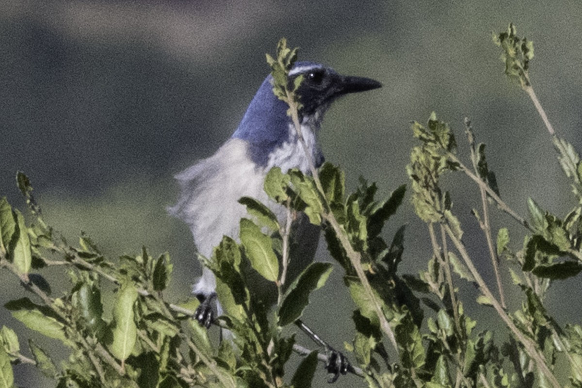 California Scrub-Jay - ML646084617