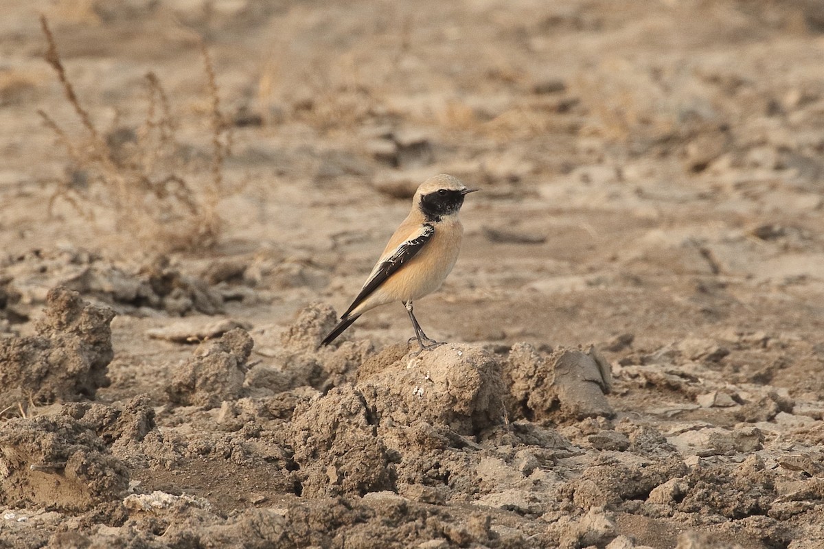 סלעית מדבר - ML646084618