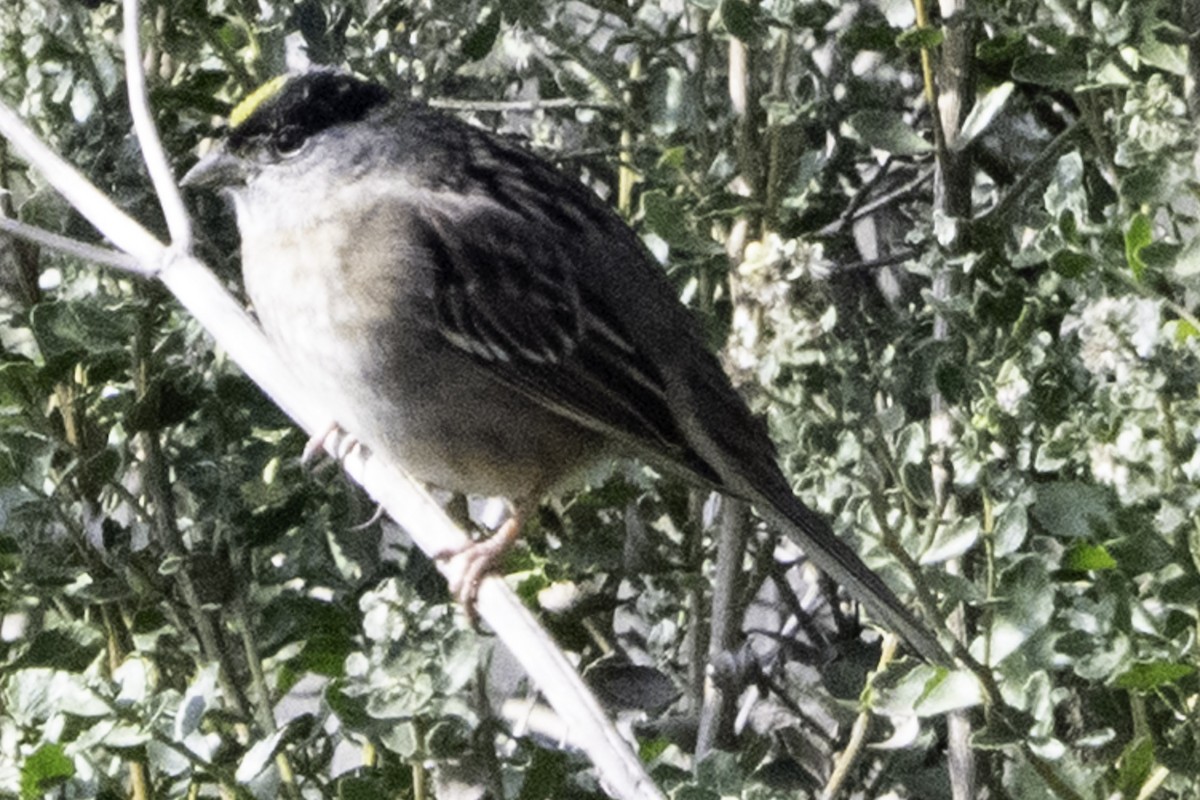 Golden-crowned Sparrow - ML646084620