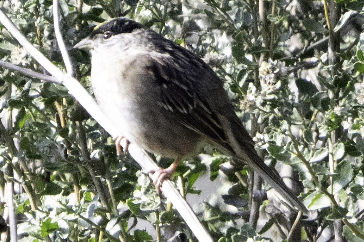 Golden-crowned Sparrow - ML646084627