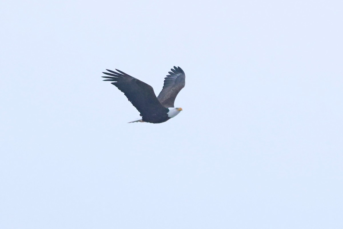 Bald Eagle - ML646084634