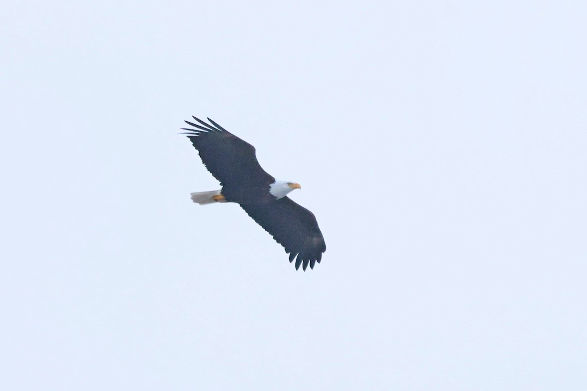 Bald Eagle - ML646084635