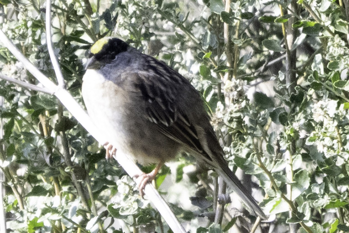 Golden-crowned Sparrow - ML646084636