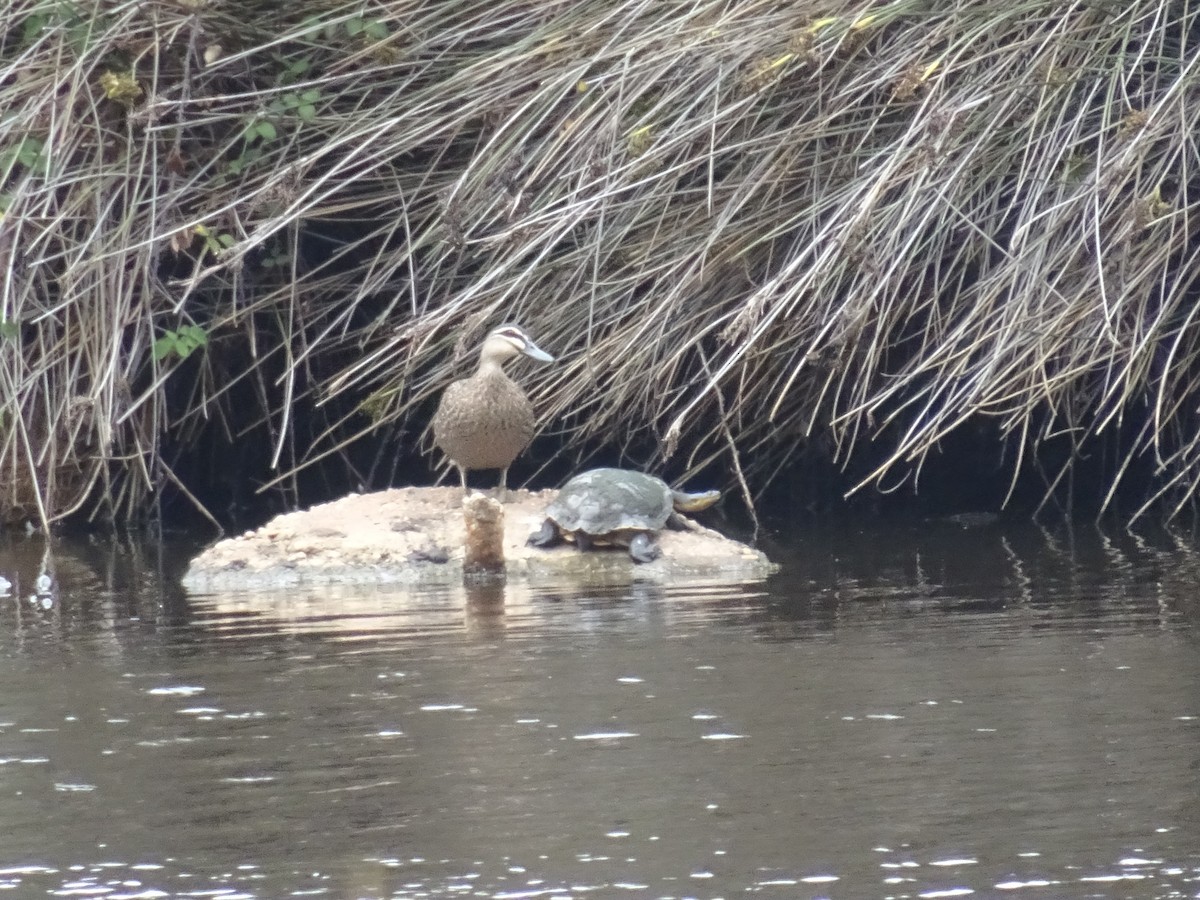 Animali - ML646084637