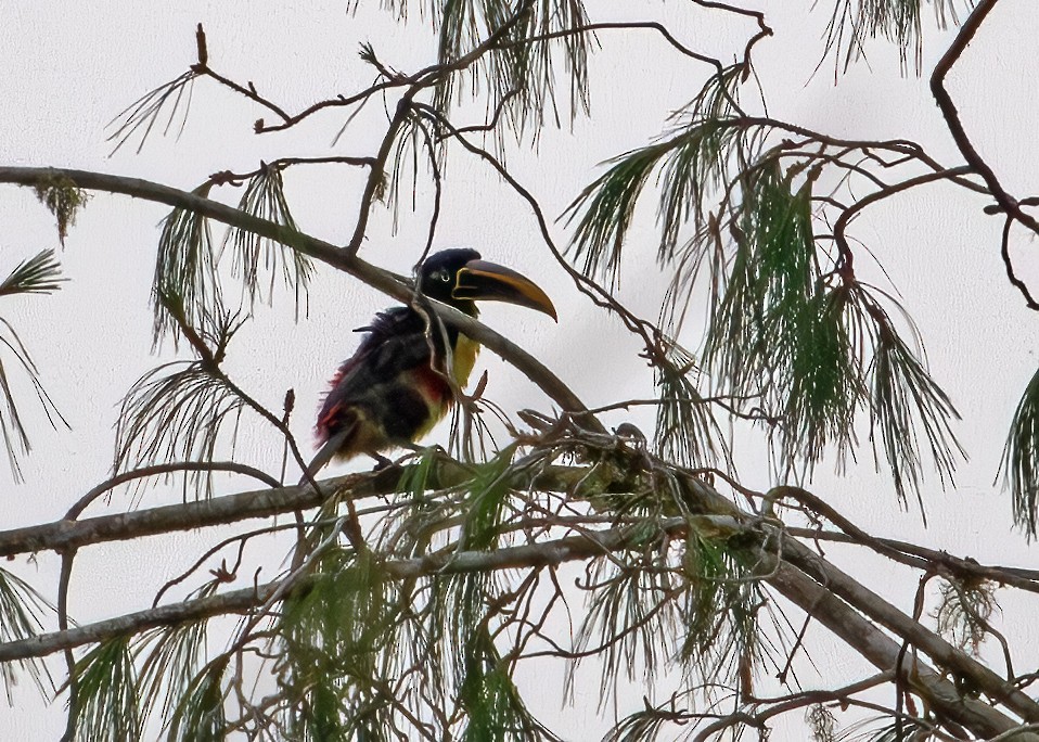 arassari hnědouchý - ML646084638