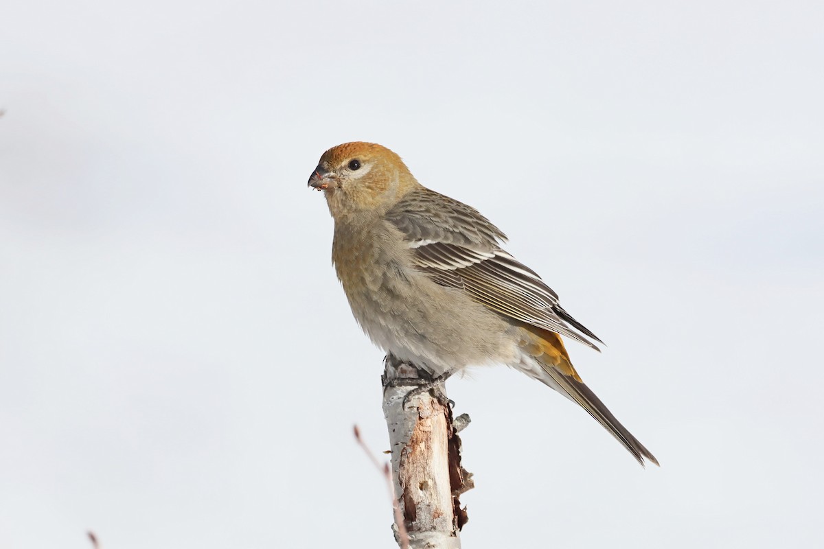 Смеречник тайговий - ML646084642