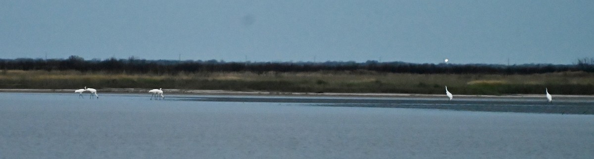 Whooping Crane - ML646084645