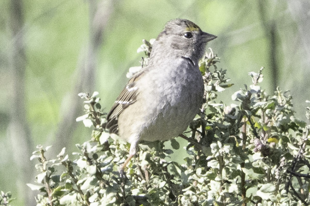 Golden-crowned Sparrow - ML646084650