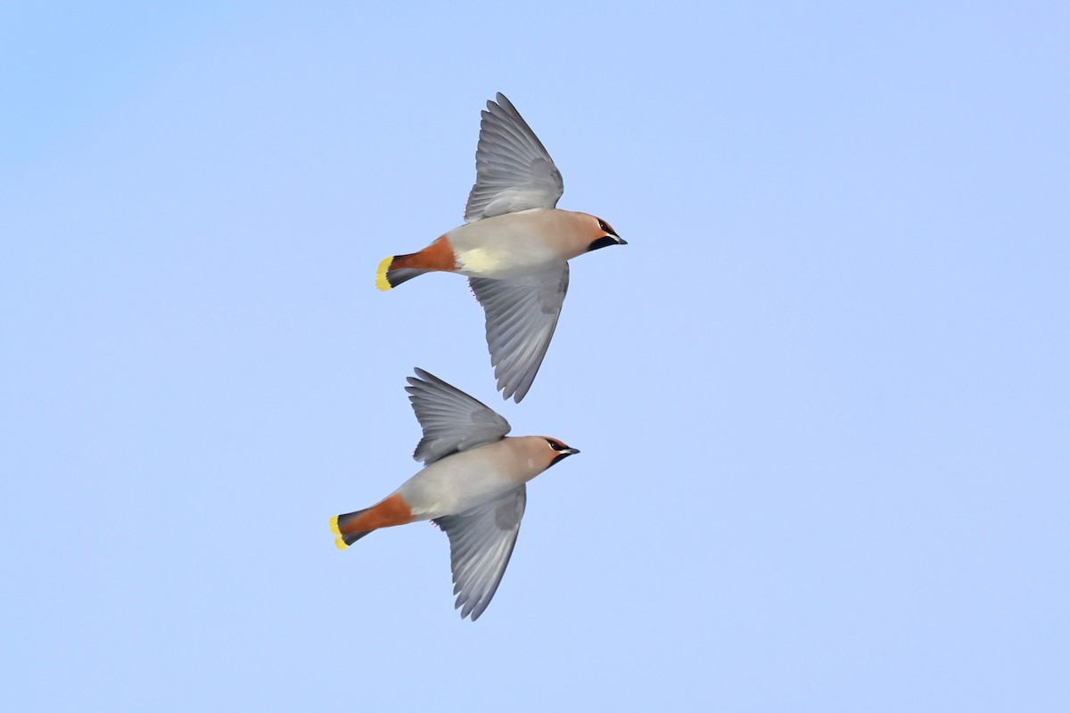 Ampelis Europeo - ML646084652