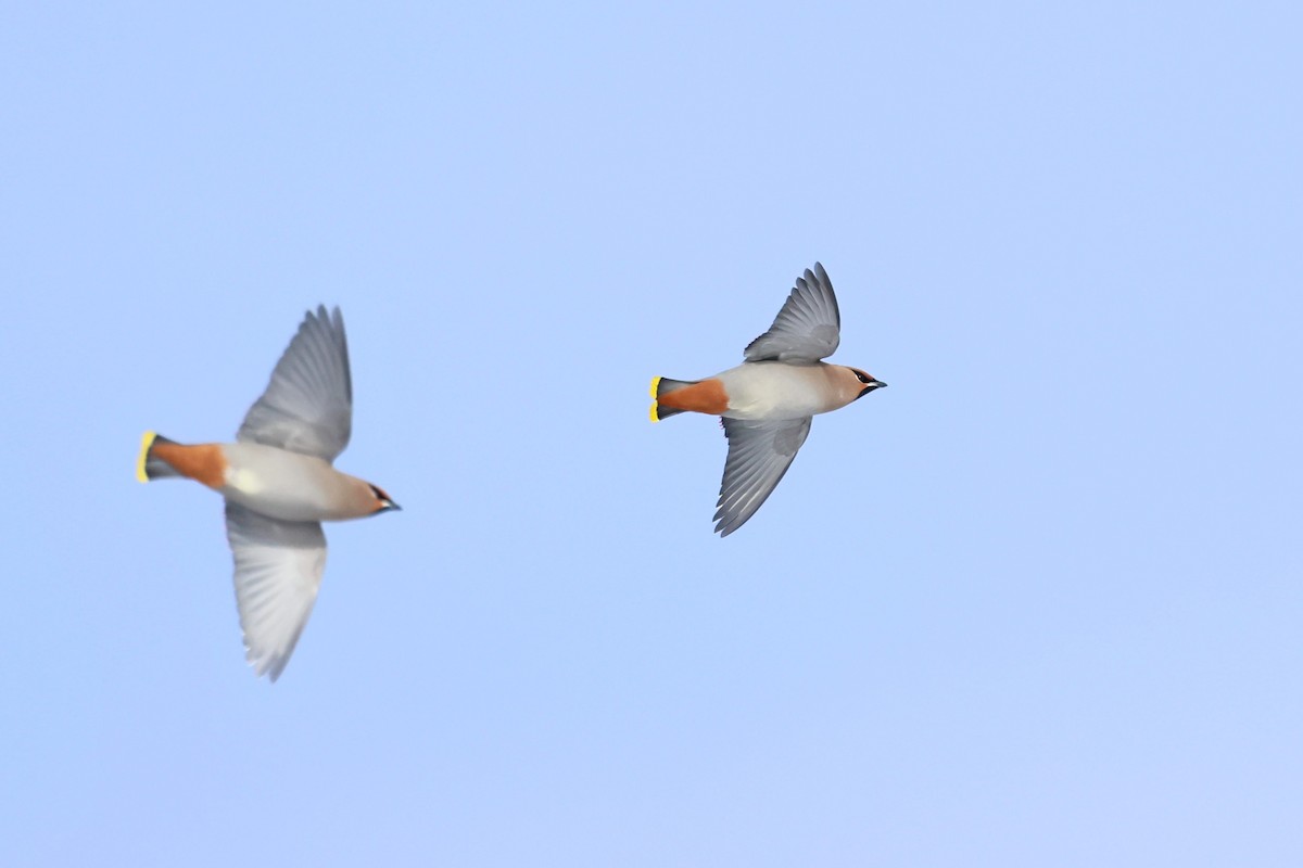 Ampelis Europeo - ML646084653