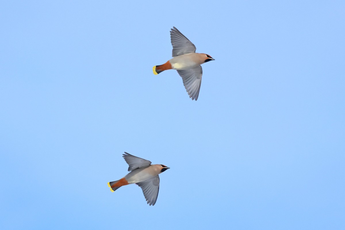 Ampelis Europeo - ML646084655