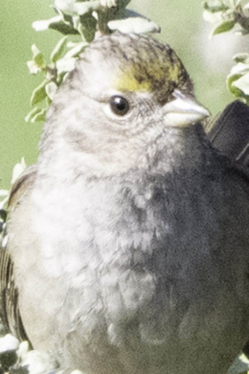 Golden-crowned Sparrow - ML646084656