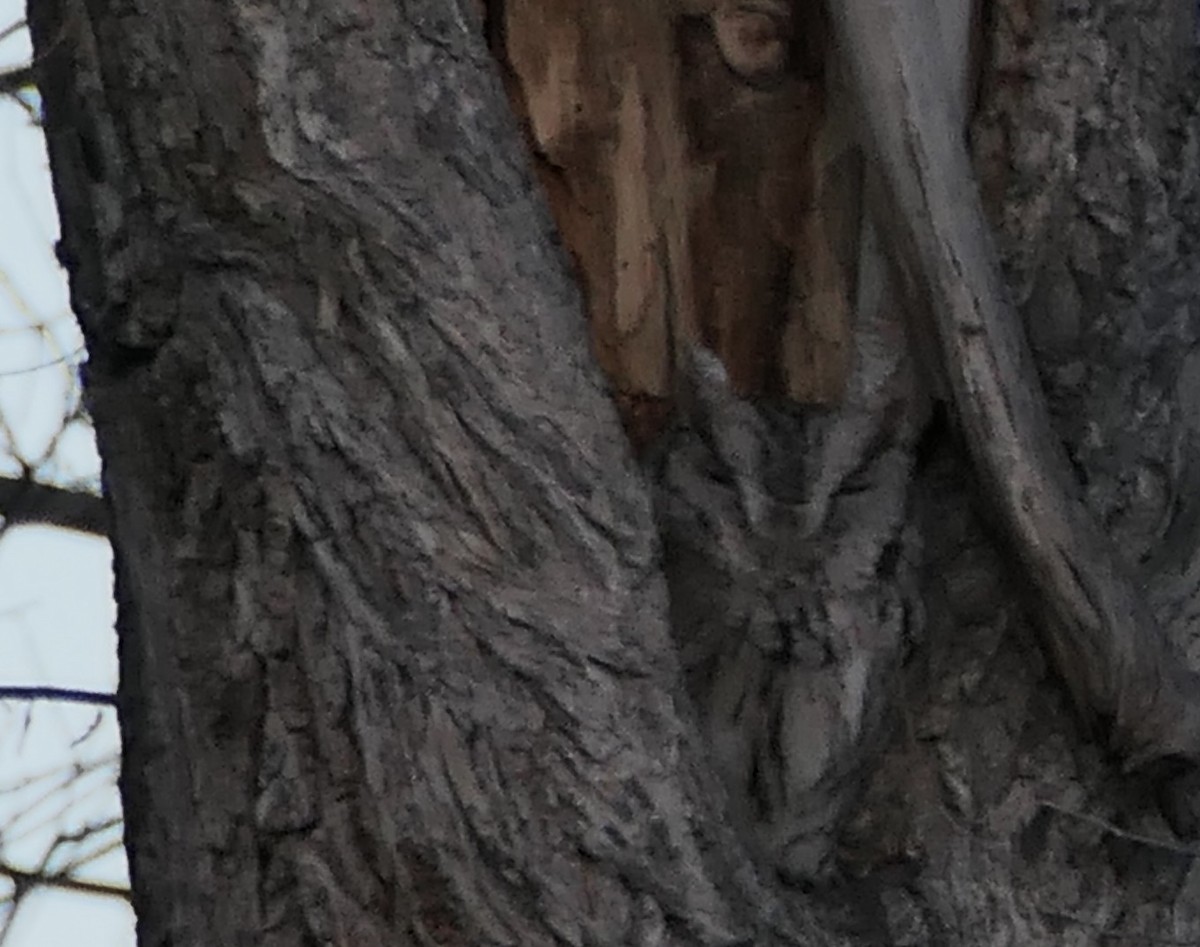 Eastern Screech-Owl - ML646084659