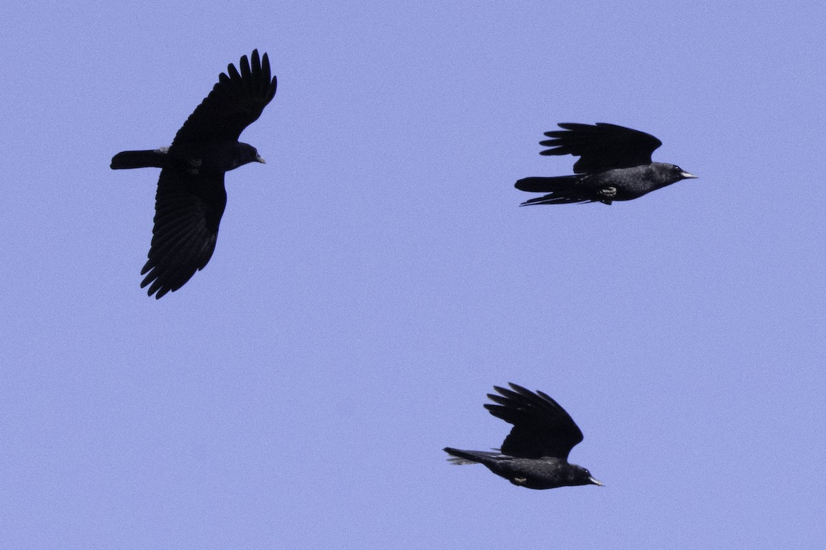 American Crow - ML646084663