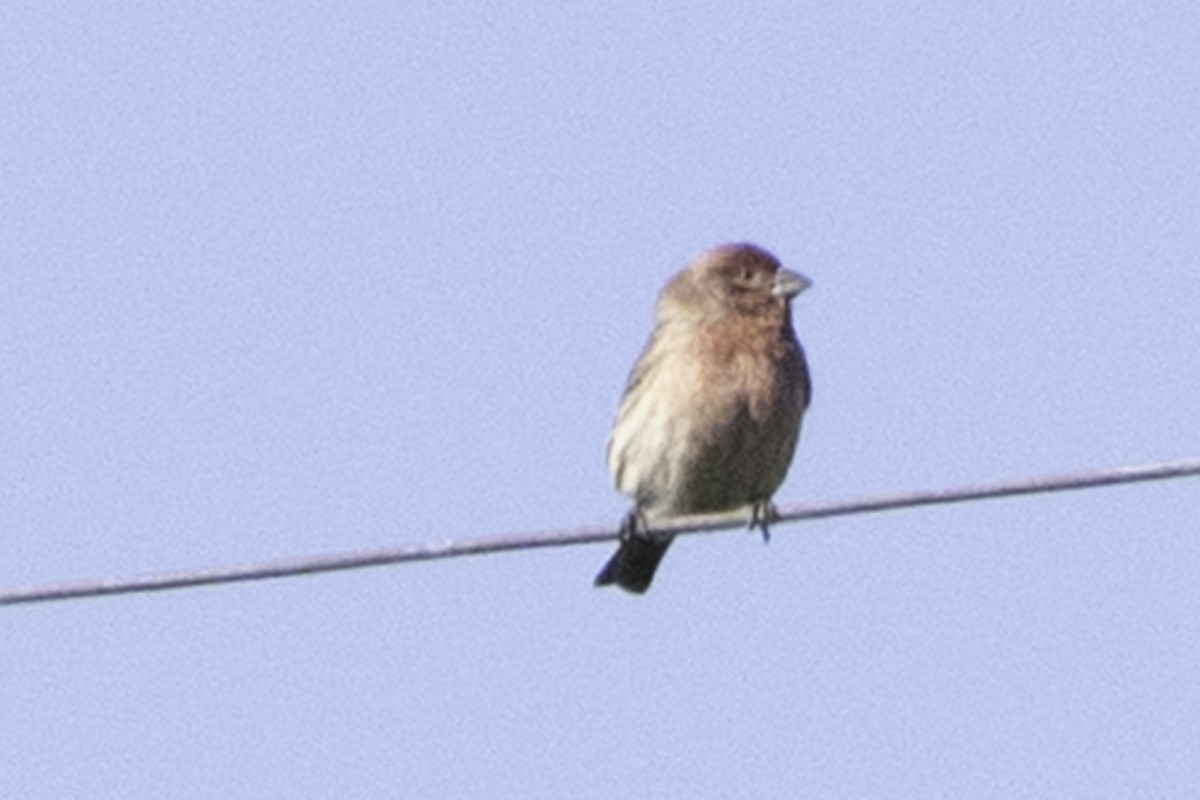 House Finch (Common) - ML646084665