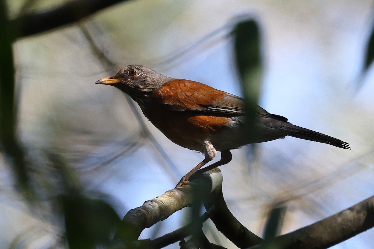 Rufous-backed Robin (Rufous-backed) - ML646084666