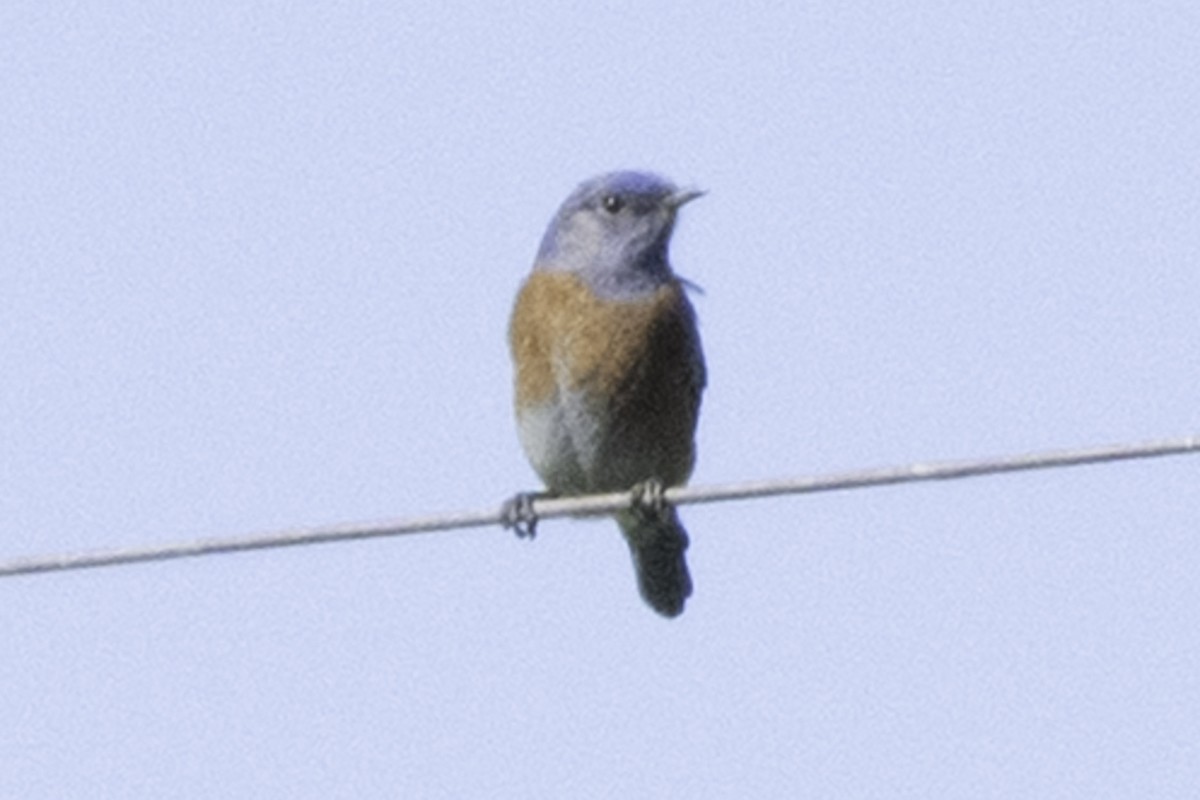 Western Bluebird - ML646084674