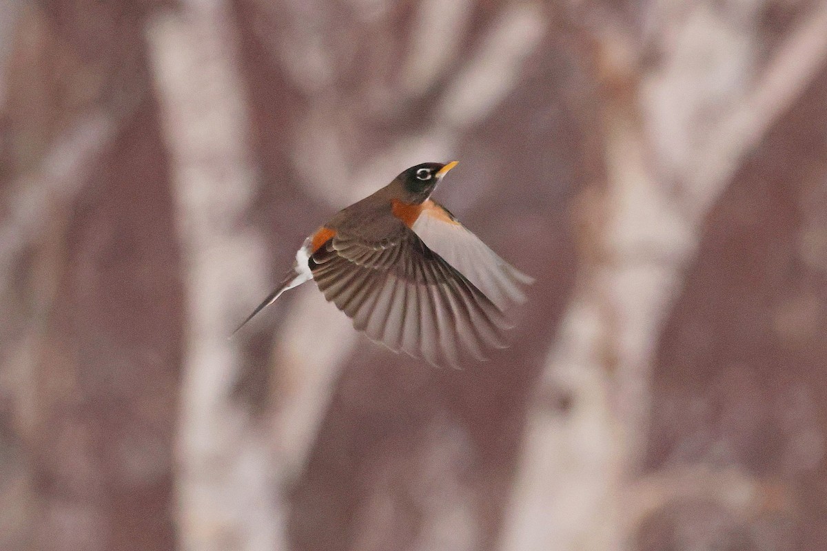 American Robin - ML646084676
