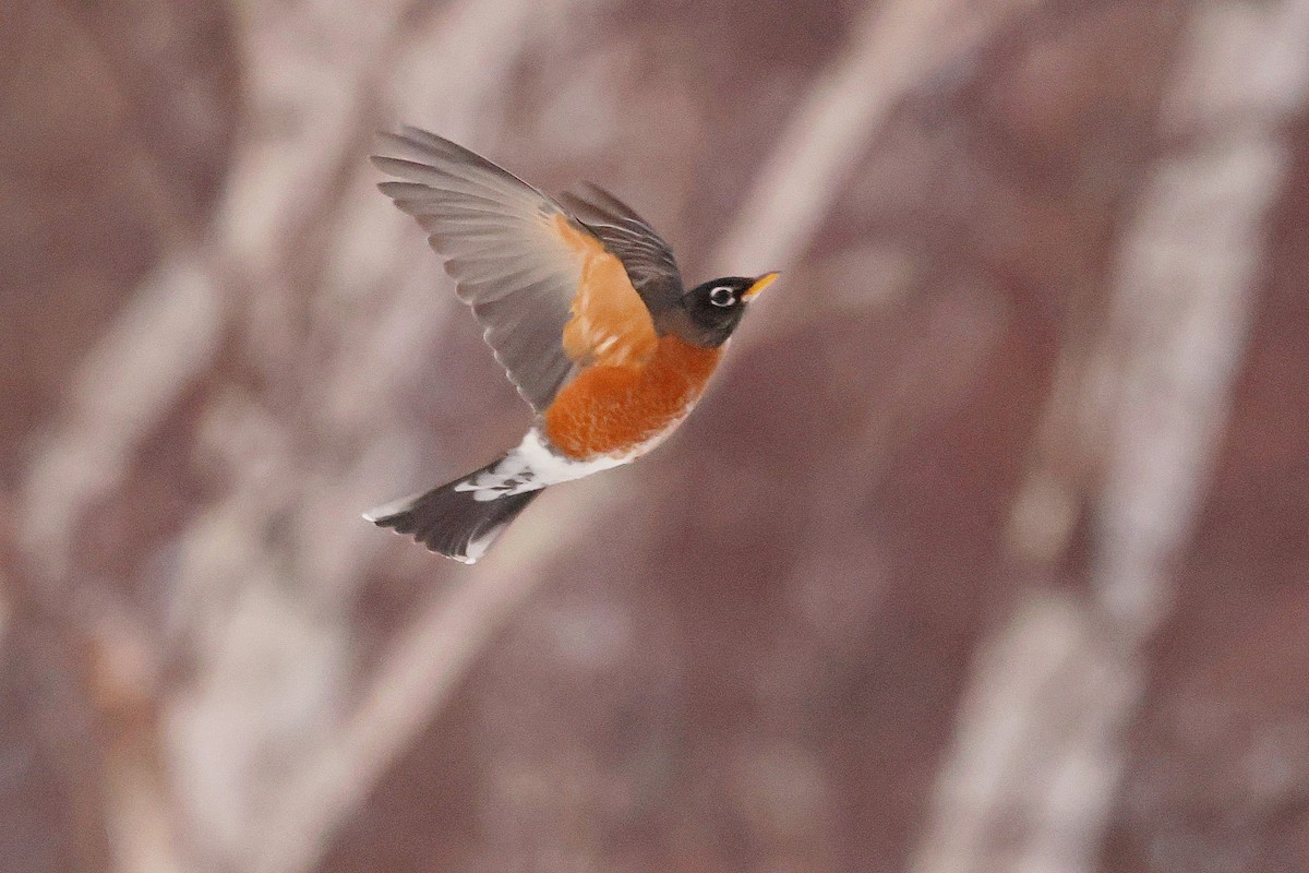 American Robin - ML646084677