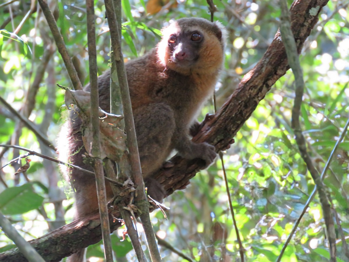 Golden Bamboo Lemur - ML646084680